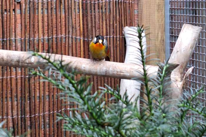 zilveroor nachtegaal