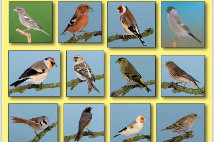 grootste europese cultuurvogelshow van nederland