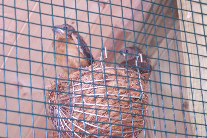 oryzoborus crassirostris maximiliani  (twa twa)