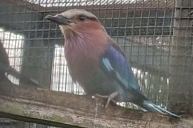 vorkstaart scharrelaar / coracias caudatus/lillabreastet roller
