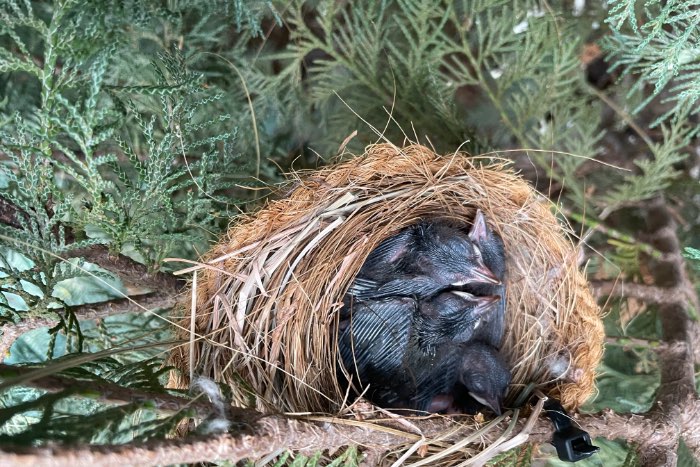te koop koppel japanse nachtegalen