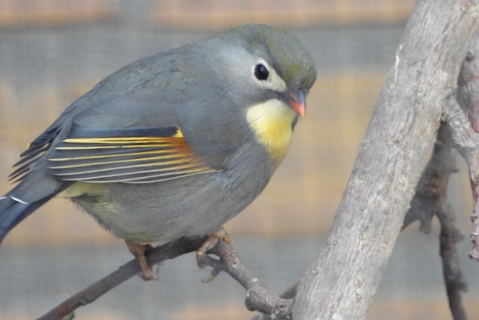 te koop koppel japanse nachtegalen