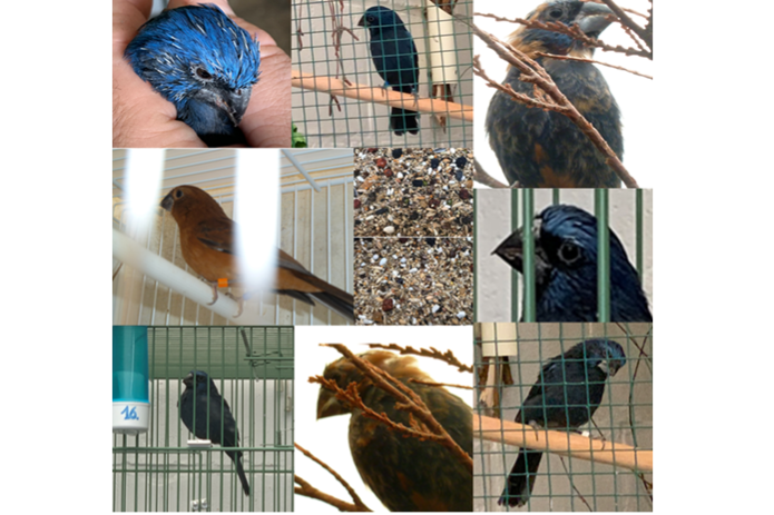 gevraagd : 2 kweekkoppels braziliaanse blauwe bisschop