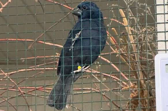 gevraagd : 2 kweekkoppels braziliaanse blauwe bisschop