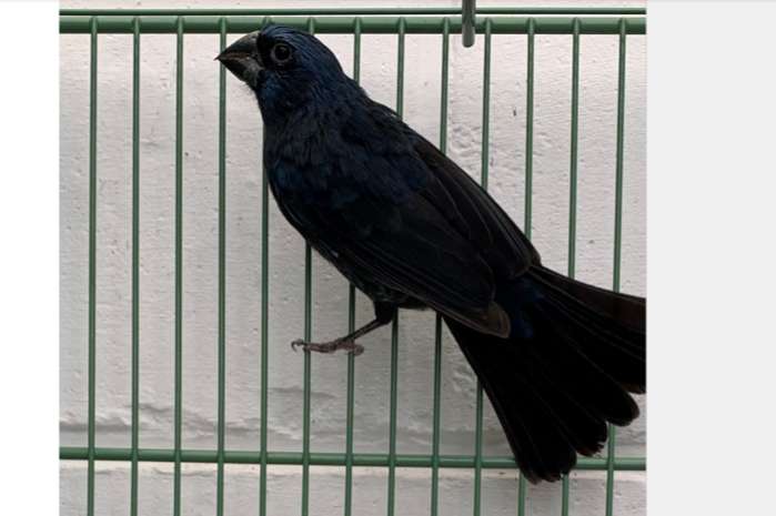 gevraagd : 2 kweekkoppels braziliaanse blauwe bisschop