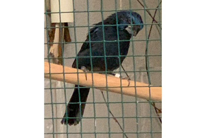 gevraagd : 2 kweekkoppels braziliaanse blauwe bisschop