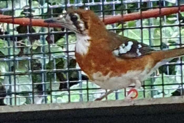 timorlijster  geokichla peronii