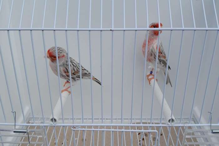 agaat topaas rood mozaïek