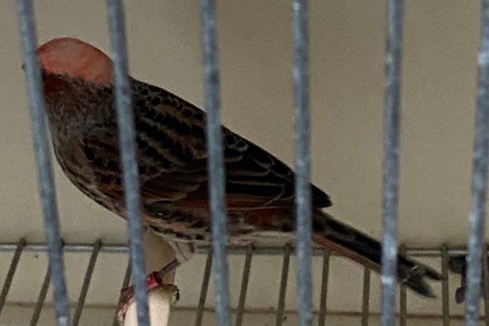 koppels rode lizards