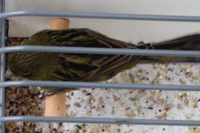 koppels zwart kobalt geel en zwart geel