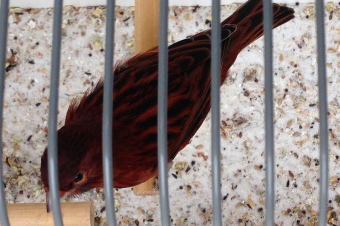 koppels zwart kobalt rood en zwart rood