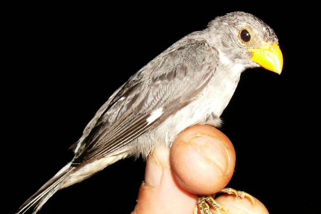 sporophila schistacea/gele bek