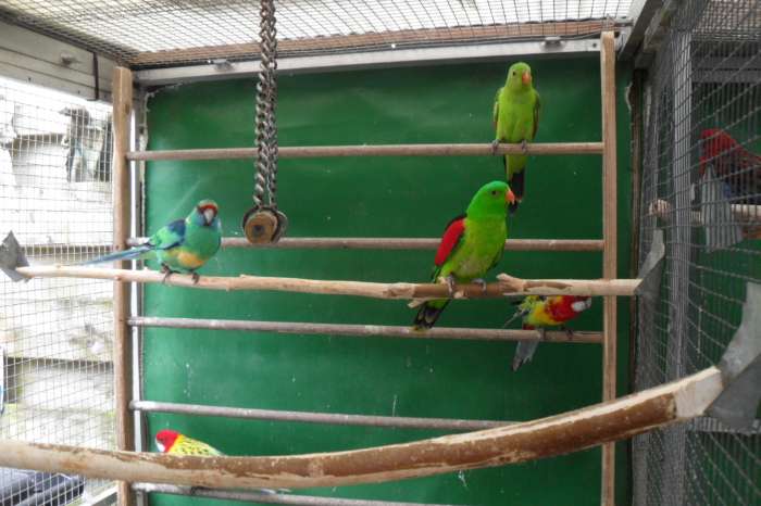 barnard parkiet nu thuis