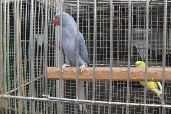 barnard parkiet nu thuis