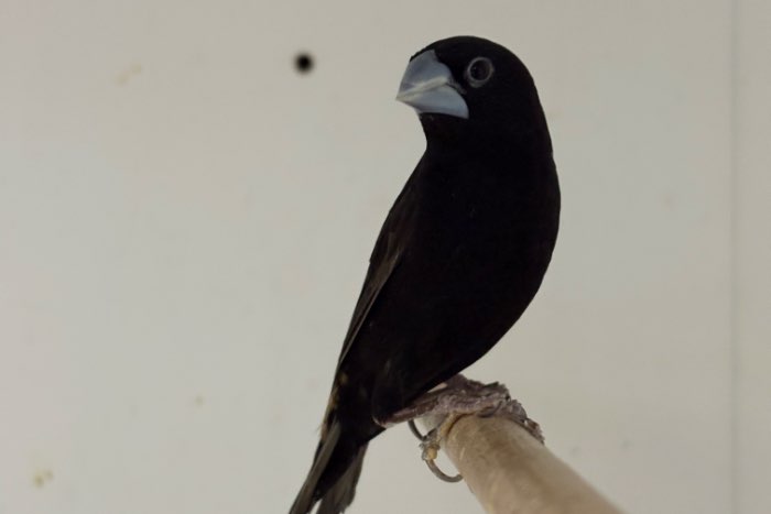 hadesnonnen/ lonchura stygia