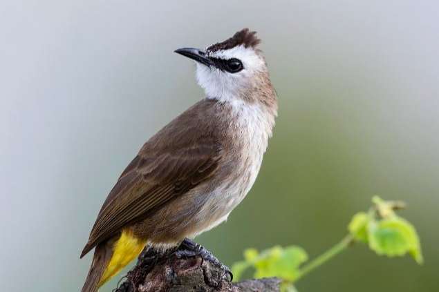 2-0 wenkbrauwbuulbuul