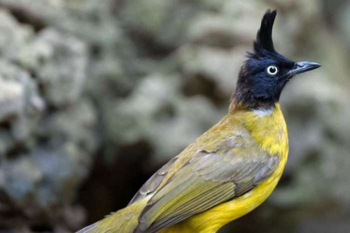 1-1 zwartkuifbuubbuul onverwant