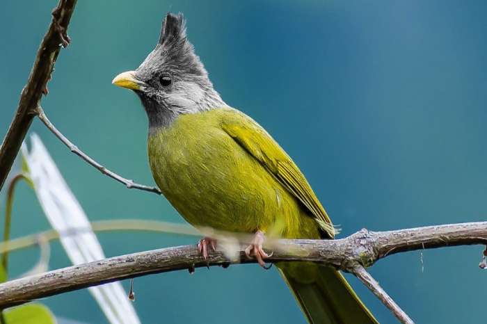 1-1 gekuifde vinksnavel