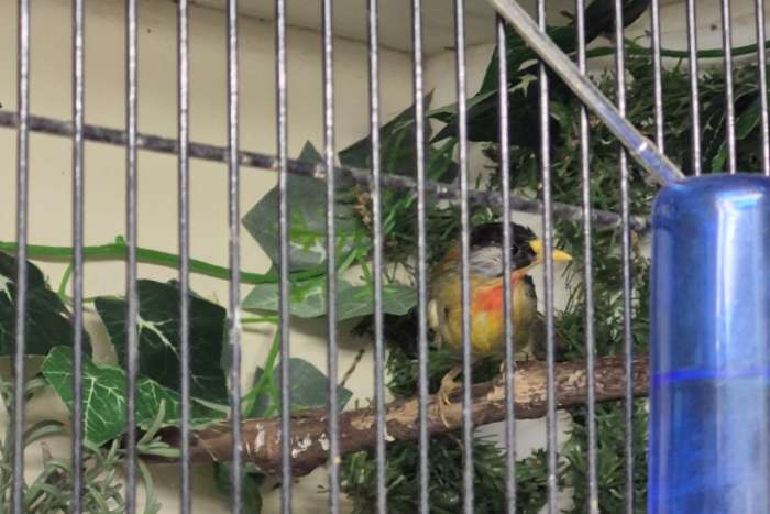 zilveroor nachtegaal 1-0