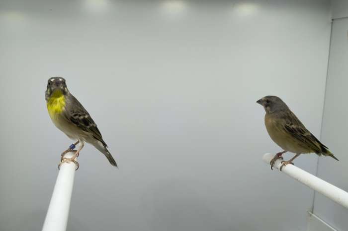 citroenborst edelzanger