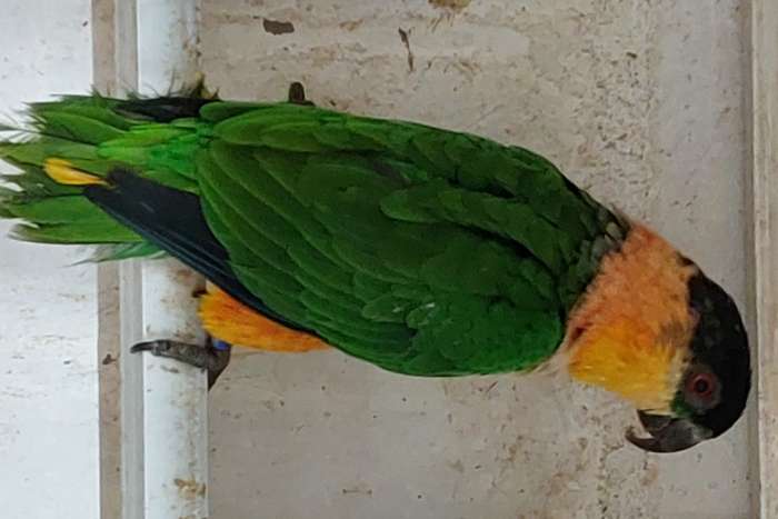 zwartkop caique pop