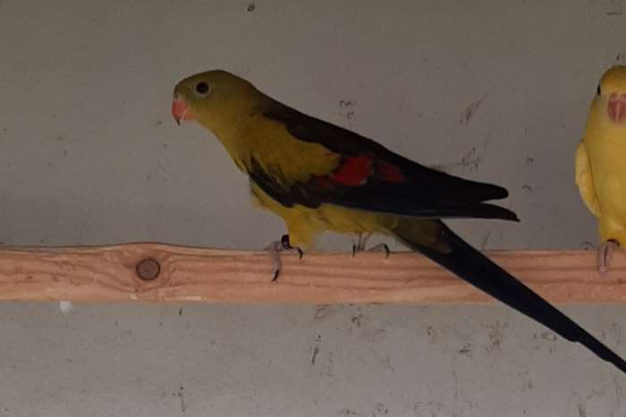 bergparkiet en bleekkop mutaties - aanwezig in putte