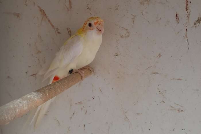 bergparkiet en bleekkop mutaties - aanwezig in putte