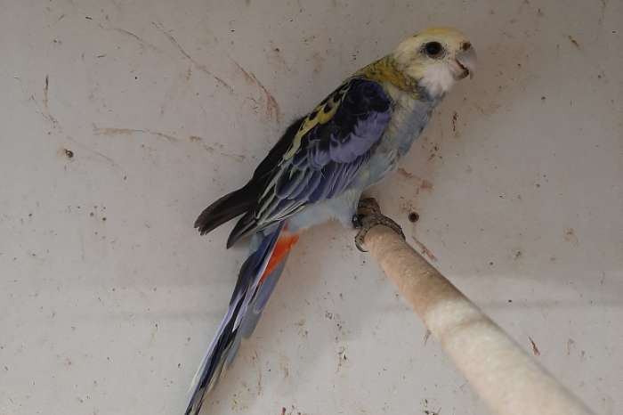 bergparkiet en bleekkop mutaties - aanwezig in putte