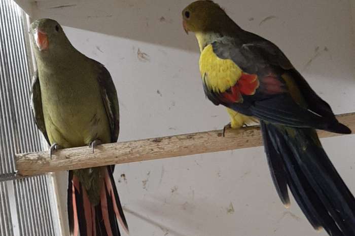 bergparkiet en bleekkop mutaties - aanwezig in putte