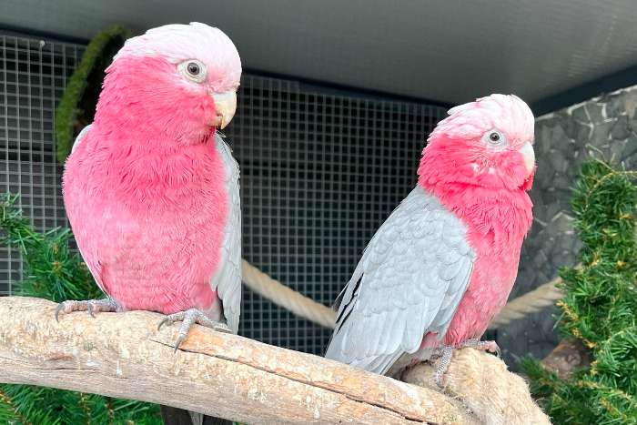 uitstekend broedkoppel rose kaketoe (split lutino)