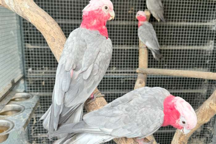 uitstekend broedkoppel rose kaketoe (split lutino)