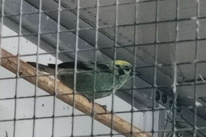 smaragd tangara man gezocht (tangara florida)