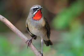 gevraagd:koppel  roodkeel nachtegalen