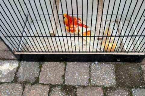 koppels rubino oranje roodruggen