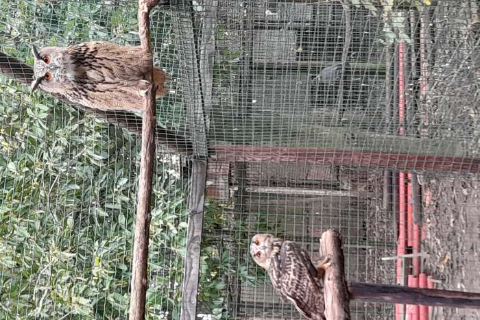 europeese oehoe koppel