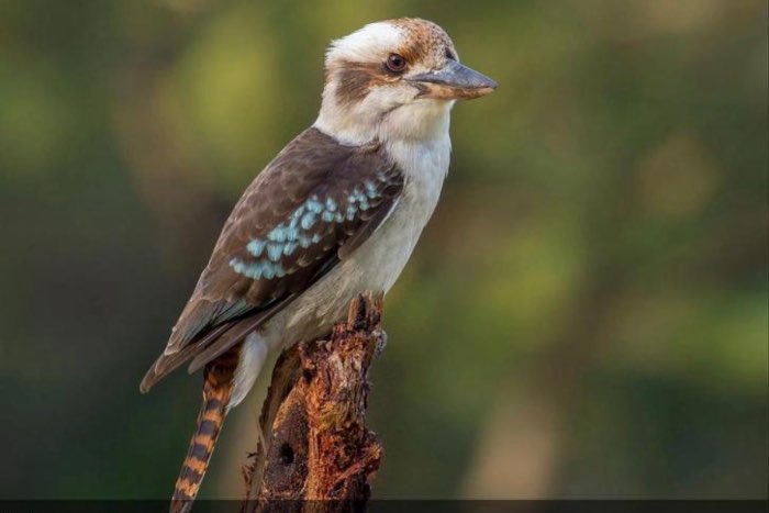 0.1.0 kookaburra