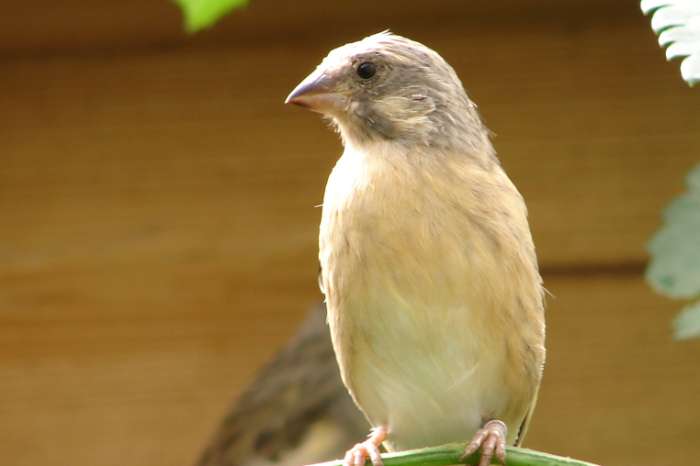 citroenborst edelzanger, crithagra citrinipecta