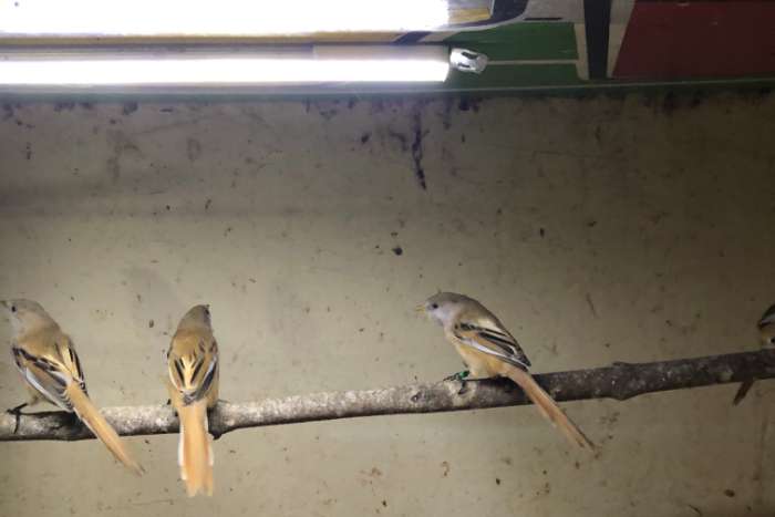 te koop baardmannetjes