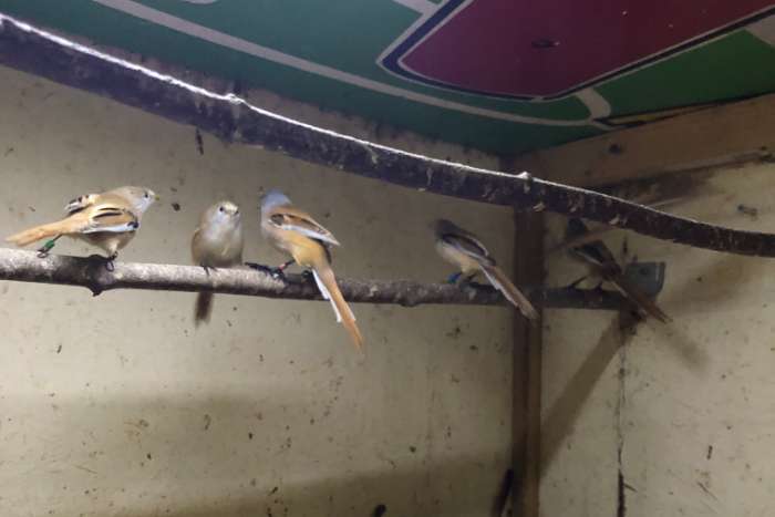 te koop baardmannetjes