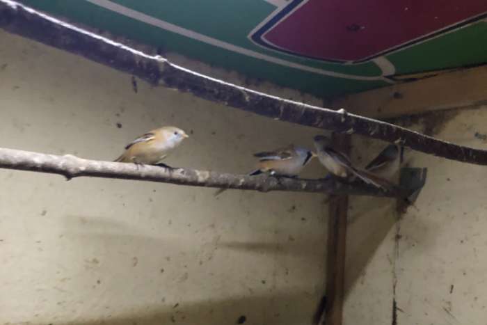 te koop baardmannetjes