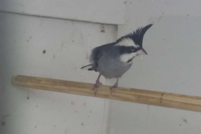 boliviaanse bergkardinaal koppel ek 2025