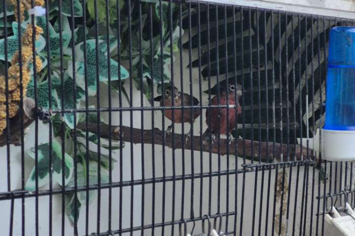 rode kroonvinken 1-1