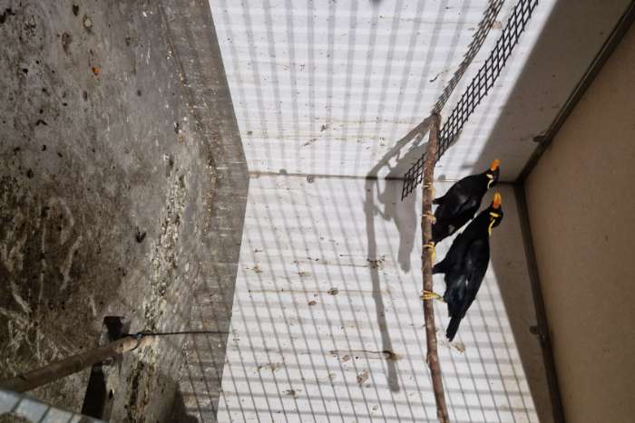 te koop kweek koppel middei beo 2021