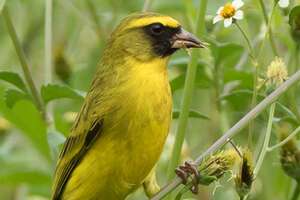 serinus frontalis - crithagra frontalis