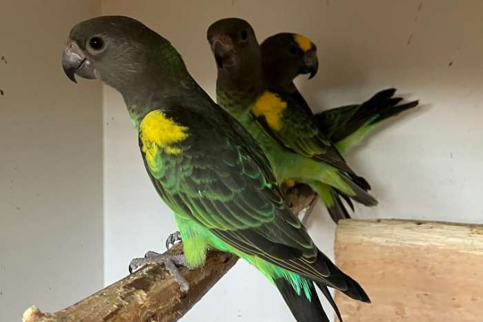 3-0 poicephalus meyeri saturatus 2025