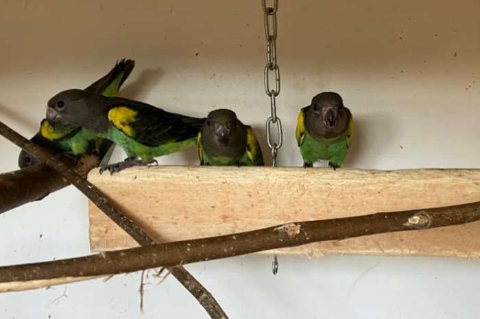 3-0 poicephalus meyeri saturatus 2025