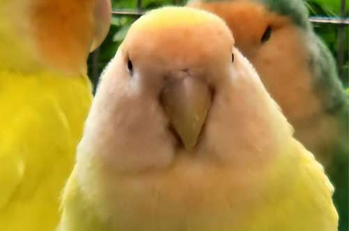 aqua ino  st type  (lang bevederd )