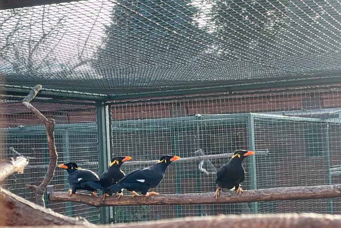 gracula religiosa palawanensis