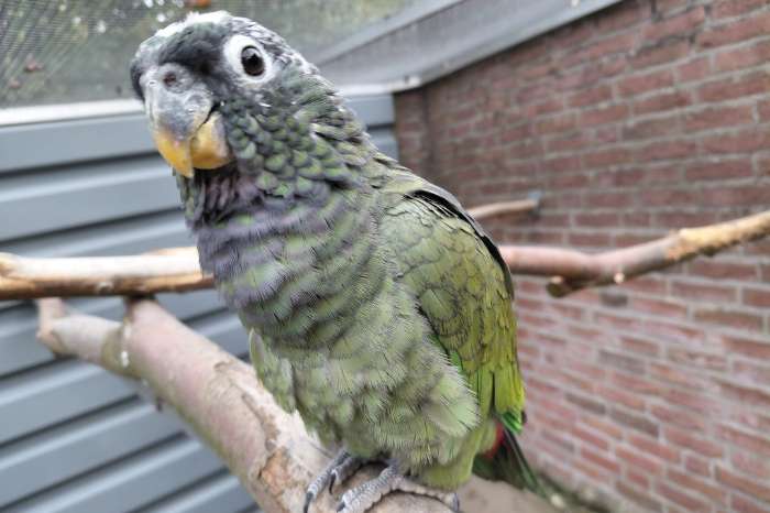1-1 pionus maximiliani-papegaaien