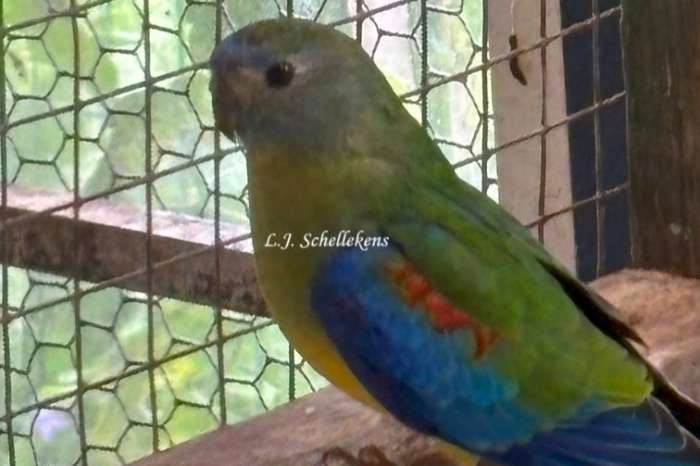 turquoisine parkieten